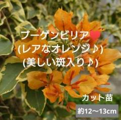 こむぎ ブーゲンビリア斑入りオレンジ 2025年最新】斑入りブーゲンビリア オレンジの人気アイテム