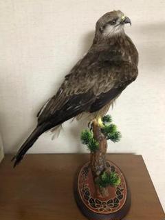 ※修理品　トビの剥製 修理品トビの剥製