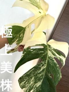 極上美斑 モンステラ ボルシギアナ ホワイトタイガー 大株 幅76×高68cm 超極美斑モンステラ ボルシギアナ ホワイトタイガー大株88cm 6号鉢