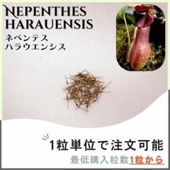 あびんこ　食虫植物　2点　送料無料　メルカリ便 あびんこ様専用 食虫植物 2点 送料無料 メルカリ便 - メルカリ