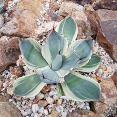 アガベ・パリー トランカータ｜Agave parryi var. truncata