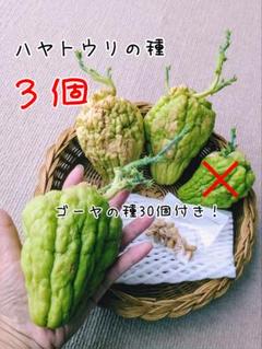 2025年最新】ハヤトウリ 種の人気アイテム - メルカリ