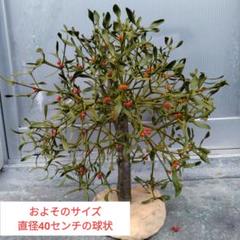 北海道産 ヤドリギ(親木付き)2 ヤドリギ㉖ (大サイズ) 親木・実(黄色)付き 北海道産