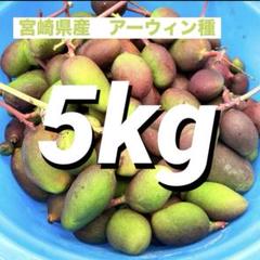 宮崎県産摘果マンゴー グリーンマンゴー 約5kg 2025年最新】摘果マンゴー 宮崎の人気アイテム - メルカリ