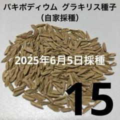 2025年5〜6月採取種子 パキポディウム ウィンゾリー 種子 20粒 国内実生 2025年5〜6月採取種子 パキポディウム ウィンゾリー 種子 30粒