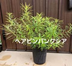 2025年最新】バンクシア ヘアピンの人気アイテム - メルカリ