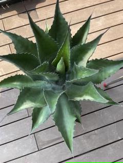 2025年最新】フェロックス ベルビルの人気アイテム - メルカリ