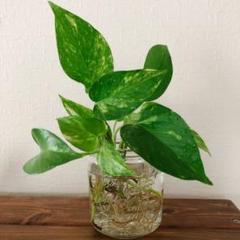 メルカリ 多肉植物 ジャイアントラビット 抜き苗 植物 観葉植物 300 中古や未使用のフリマ メルカリ 多肉植物 ジャイアントラビット 抜き苗 植物 観葉植物 300 中古や未使用のフリマ