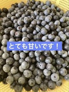 令和７年度生ブルーベリー★加工用5ｋｇ（送料込） 楽天市場】【7月下旬よりご予約順に発送】 無添加 冷凍