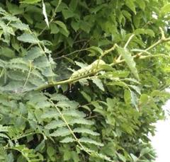 山椒の葉 600枚 新鮮 農薬不使用　天然物 無農薬山椒の葉 100枚以上おまけて 小枝付きも 山椒苗木