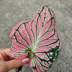 カラジウム　カラジューム　ピンク　シンフォニー　大株　ソルソ　グリーン　レア植物 カラジュウム： ピンクシンフォニー 4号ポット苗 の通販 | 園芸