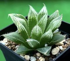 多肉植物　ハオルチア　ボルシー×森の妖精　ハオルシアのサムネイル