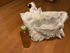 フラワーパターン小物入れと猫のぬいぐるみ
