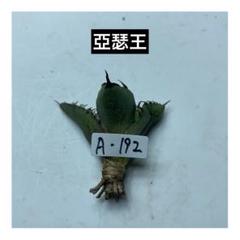 【junjun】アガベ　チタノタ　キングアーサー（2）亞瑟王　中株 junjun様専用】アガベ チタノタ キングアーサー（2）亞瑟王 中株