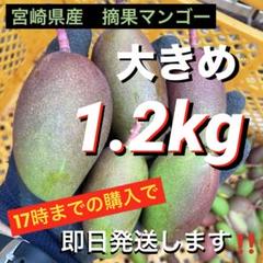 宮崎県産　摘果マンゴー　１０キロ 宮崎県産摘果マンゴー 10kg - rpanext.co.jp｜果物