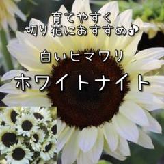 コスモスなの様 リクエスト 2点 まとめ商品 なー様 リクエスト 2点 まとめ商品 - メルカリ