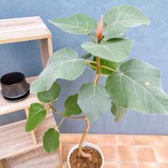 希少品種❗️ フィカス　エベレスト　ゴムの木 曲がり 観葉植物　プレゼント フィカス ゴムの木 エベレスト 曲がり 38 フィカスエベレスト