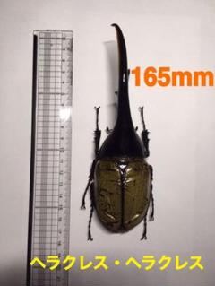 ヘラクレスオオカブト 165mm 標本