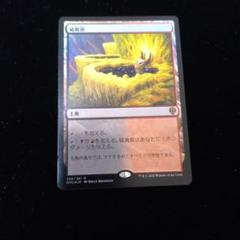 MTG　硫黄泉　英語4枚セット　ICE版　ゆうゆうメルカリ便発送 2025年最新】硫黄泉 mtgの人気アイテム - メルカリ