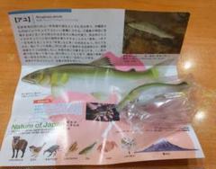 アユ　鮎　ネイチャーテクニカラー 日本のいきもの03　再販版