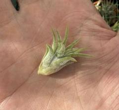 tillandsia Ionantha Mini 速達発送 - メルカリ