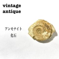 美品 アンモナイト 化石 鉱石 - メルカリ