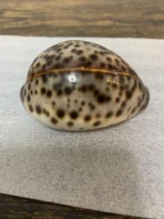 貝殻標本、タカラガイー52 貝殻標本、タカラガイー52Ω