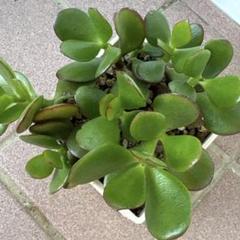 金の成る木　カネノナルキ　多肉植物　財運　抜き苗② 一攫千金 富 不老長寿 縁起のサムネイル