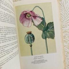 洋書 古書 ドイツ語のヴィンテージ植物図鑑 ハーブ図鑑 美しい