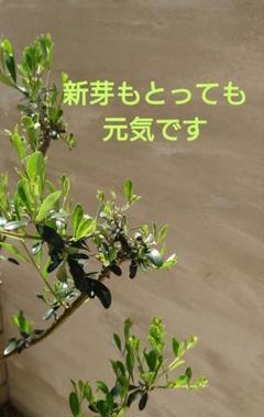 オリーブ 切り枝 挿木 挿穂 満杯 いっぱい 匿名 - メルカリ