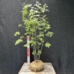 最終値引き品　山採り　アカシデ　H150cm W140cm 最終値引き品山採りアカシデH150cm W140cm