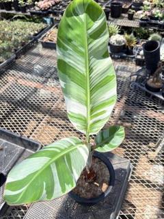 バナナ斑入り　アエアエ 美株　高さ50cm Amazon｜斑入りバナナ ムサ アエアエ(Musa Aeae) 斑入りバナナ