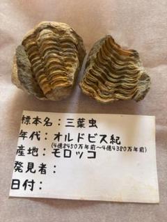 三葉虫 シュードキベレ・レムレイ [TB77] 化石 超希少種 レア