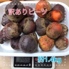 【訳あり】ビーツ 野菜 約1.4kg デトロイト ルナ 茨城県産