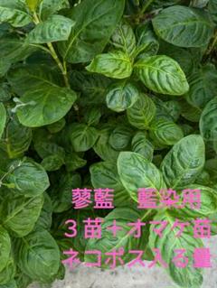 どっとてんてんさん専用です蓼藍の葉　茎付き　幼苗 どっとてんてんさん専用です蓼藍の葉 茎付き 幼苗 - メルカリ