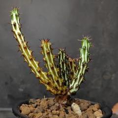 ソマリア　ホルディオ【新種ユーフォルビア】【希少種】【実生苗】 ユーフォルビア SP Euphorbia sp.Nova Somalia hordio 20230830