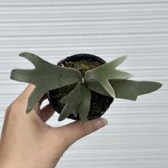P. willinckii 'Jenny' TC 7 - メルカリ