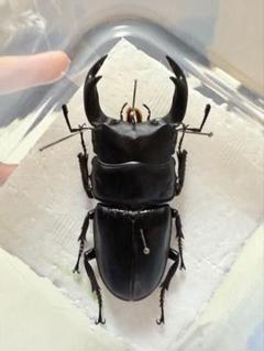 【野外品】滋賀県オオクワガタWD特大サイズ 野外品】滋賀県オオクワガタWD特大サイズ - メルカリ