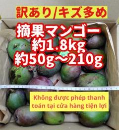 182 摘果マンゴー/青マンゴー/グリーンマンゴー 約1.8kg【農家