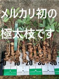 mk出品＝１００本、芽出し苗◆キャッサバ　ゴールデン種 mk様専用出品＝100本、芽出し苗◇キャッサバ ゴールデン種