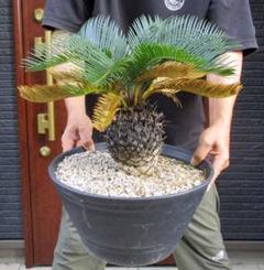 楽天市場】【店内全品2個で10%OFFクーポン配布】 観葉植物 大型