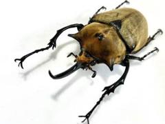 2025年最新】ゾウカブト標本の人気アイテム - メルカリ