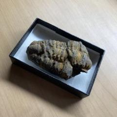 三葉虫　モロッコ産