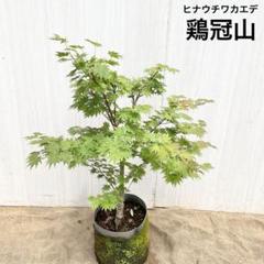 ヨッシーさん専用 ヒナウチワカエデ 鶏冠山/ 489 2025年最新】ヒナウチワカエデの人気アイテム - メルカリ