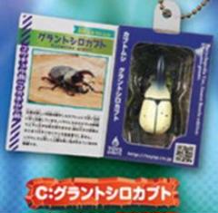 グラントシロカブト ペア 標本 グラントシロカブト標本を標本箱へ - JB の ワイドアンドシャロー