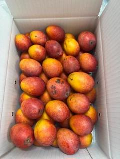 初出品　沖縄県産　訳ありミニマンゴー3.5Kg　クール便のサムネイル