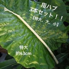 指ハブ　八重山民具　【特大、大、小】3本セット