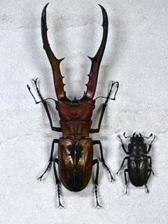 2025年最新】メタリフェルホソアカクワガタ標本の人気アイテム