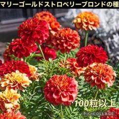マリーゴールドブッシュ x 15（オレンジ）（商品詳細）| 株式