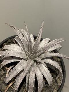 2025年最新】Dyckia brauniiの人気アイテム - メルカリ